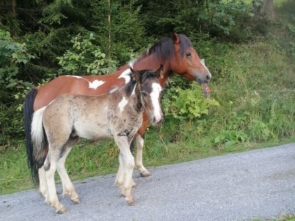 Hengst Fohlen zu verkaufen