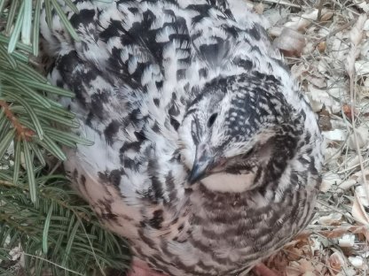 Bild 5:Wachtelspeiseeier