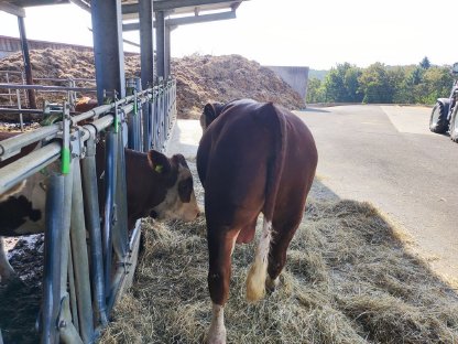 Bild 6:Hornlose Fleckvieh-Fleisch-Zuchtstiere