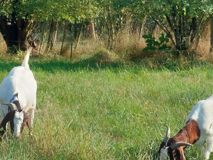 Bild 2:Altziege zu verkaufen