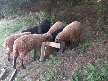 Bild 2:Braune Bergschaflämmer