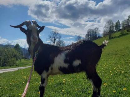 Bild 3:Tauernscheckenbock