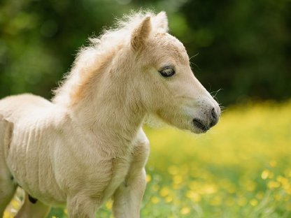 Minishetlandponys in Sonderfarben