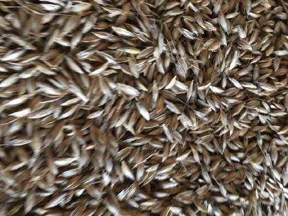 Bild 2:Bio Einkorn im Spelz gereinigt