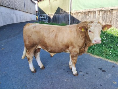 Bild 2:Hornlose Fleckvieh-Fleisch-Zuchtstiere