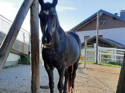 Reitbarer Beisteller abzugeben. Kostenlos an Bestplatz