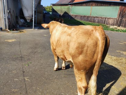 Bild 3:Hornlose Fleckvieh-Fleisch-Zuchtstiere