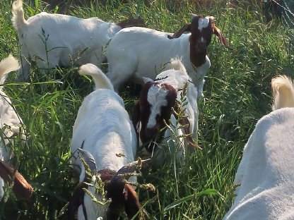 Bild 3:Altziege zu verkaufen