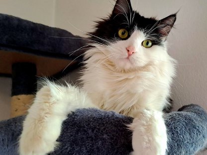 Schlaue, gelehrige Maine Coon Katzen