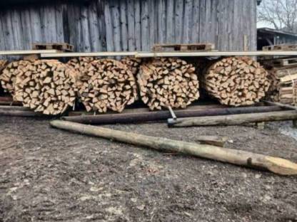 Bild 2:Buche frisches Holz