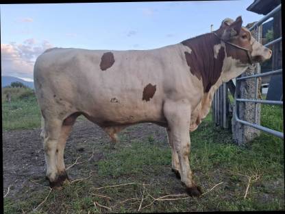Stier Fleckvieh