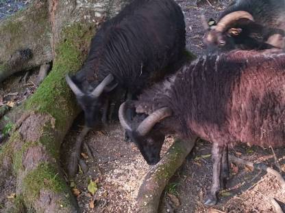 Bild 4:Heidschnucken