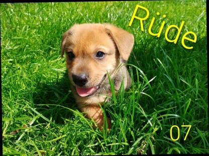 Bild 3:Welsh Corgi Pembroke × Zwergpinscher Welpen