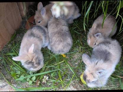 Bild 5:Zwergkaninchen in verschiedenen Farben