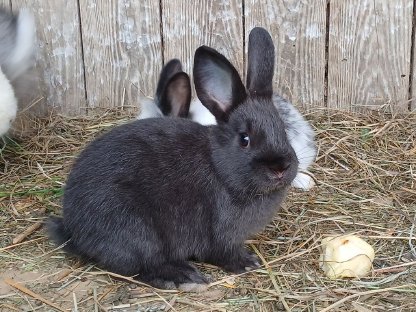 Bild 4:Hasen Zwergkaninchen Mischlinge