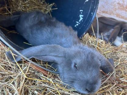 Bild 5:Deutsche Widder