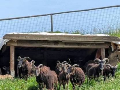 Bild 7:Soayschafe (Bio)