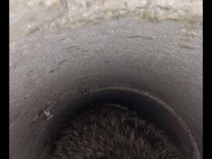 Bild 4:Betonrohrfalle