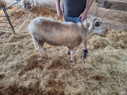 Bild 2:Brillenschafe