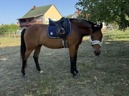 Bild 4:9j Warmblutstute Freizeitpferd