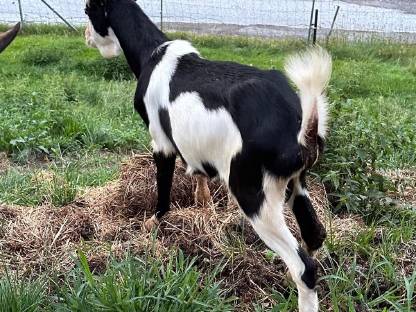 Bild 4:Tauernschecken-Böcke für Hobby