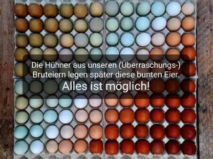 Bild 6:Naturbunte Bruteier Grünleger Blauleger Maran bunte Eier