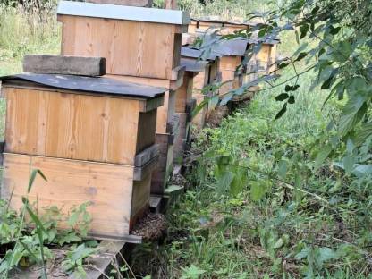 Bild 2:Bienenstöcke