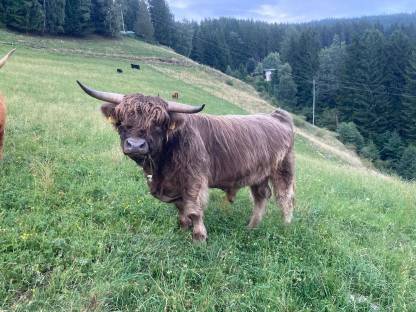 Bild 5:Hochlandrind Zuchtstier