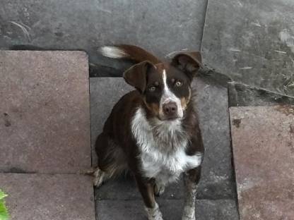 Bild 3:Border Collie Hündin