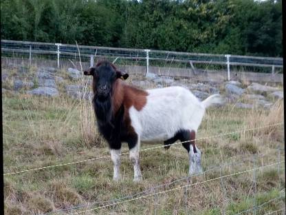 Steirische Scheckenziege Bock