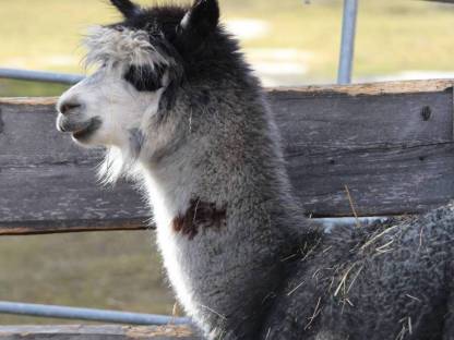 Bild 7:Alpakahengst T Jerry