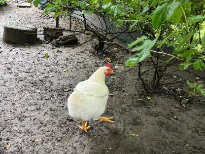 Bild 2:Verschenke 5 Monate alten Italienischen Leghornhahn