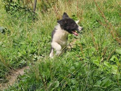 Bild 2:Reinrassige Border Collie Welpen abzugeben