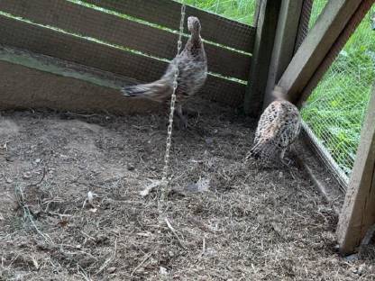 Bild 2:2 Fasanhennen