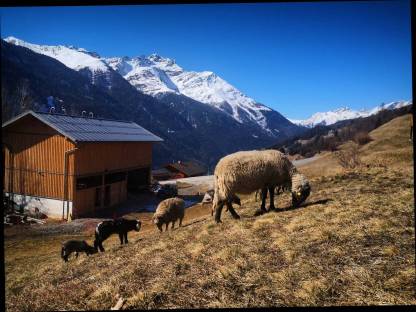 Bild 2:Alpine Steinschafe