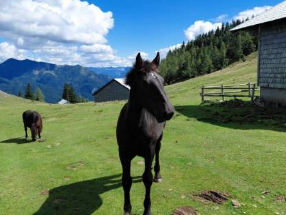 Bild 4:Noriker Rappstutfohlen