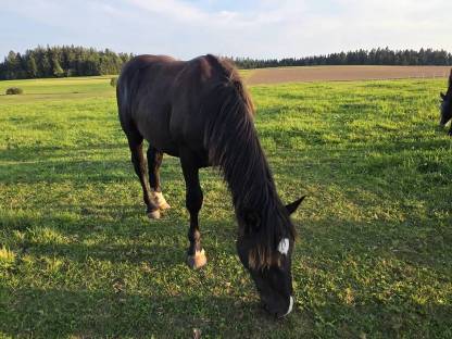Bild 4:2 Noriker Hengst Jährlinge