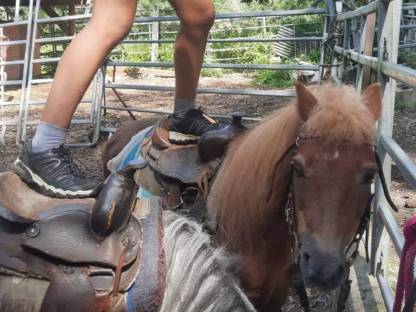 Zwei tolle Ponys