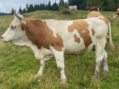 Trächtige Bio FV Kalbin behornt