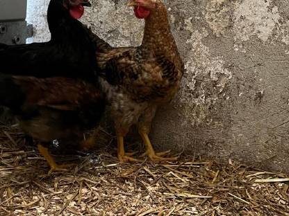 Bild 3:Rassemix Hähne