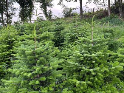 Bild 2:Nordmanntannen/Christbäume