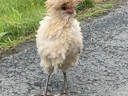 Bild 4:Zwergpaduaner Zwerghühner Hühner