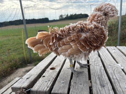 Bild 2:Chabo- und Zwerg-Paduaner-Henne