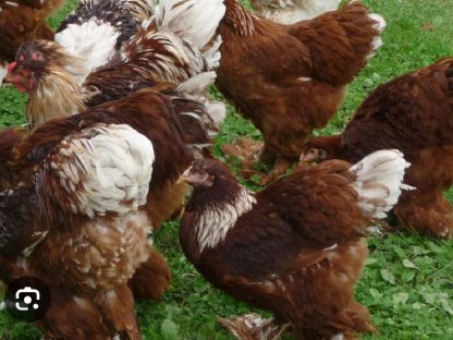 Suche Brahma Rot / Rot Weiß