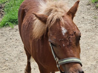 Bild 2:Ponyhengst