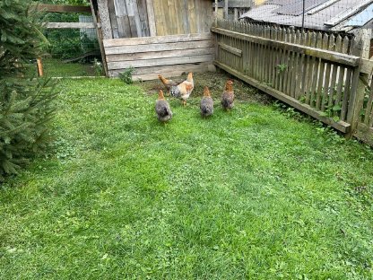 Bild 4:Bielefelder Kennhühner