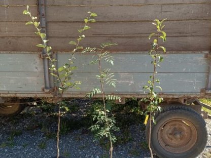 Bild 8:Apfelbaum verschiedene alte Sorten