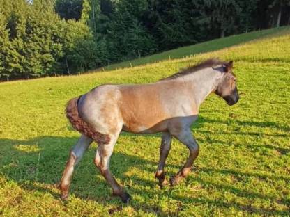 Bild 3:Mohrenkopf Hengstfohlen