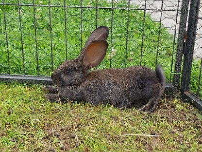 Bild 4:Kaninchen