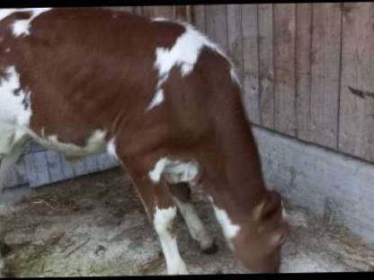 Red Holstein Zuchtstierkalb